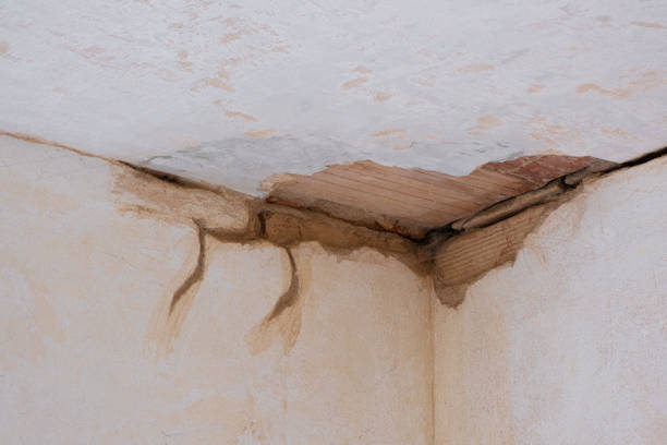 Best Flood damage cleanup  in Cresaptown, MD