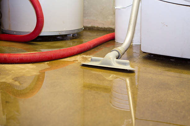 Best Mold removal after water damage  in Cresaptown, MD