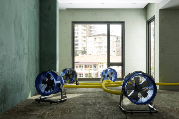 Best Mold removal after water damage  in Cresaptown, MD